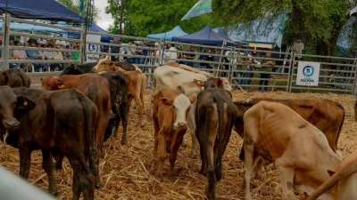 Primer remate feria en el paraje El Quemado Nuevo 