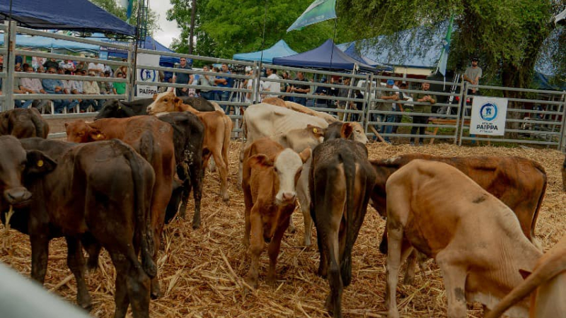 Primer remate feria en el paraje El Quemado Nuevo