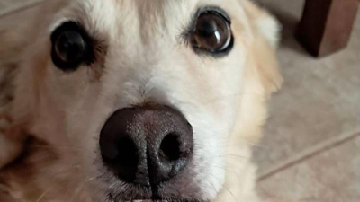 Se busca un "héroe de cuatro patas" para donación de sangre