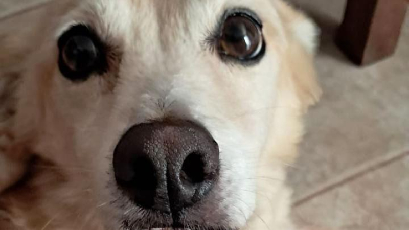 Se busca un "héroe de cuatro patas" para donación de sangre