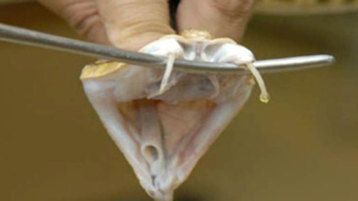 Investigan en la UNNE una terapia innovadora para revertir el daño de la yarará