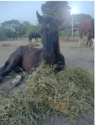 caballitos 1