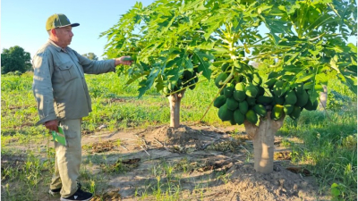 ​Productores de Buena Vista hacen manejo sanitario del mamón