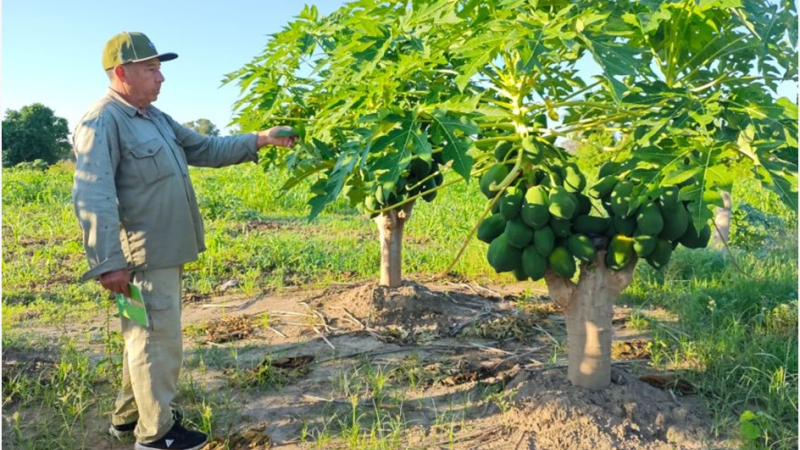 Productores de Buena Vista hacen manejo sanitario del mamón