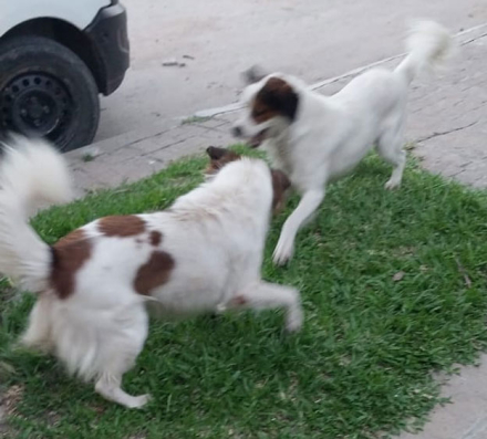 perros2.jpg