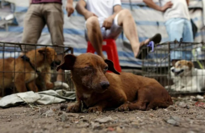 La problemática del bienestar animal no admite lecturas simplificadas