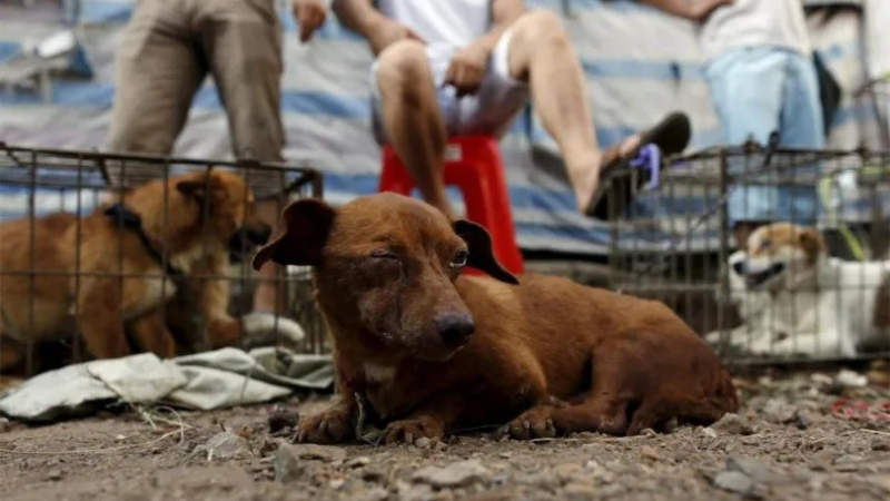 La problemática del bienestar animal no admite lecturas simplificadas
