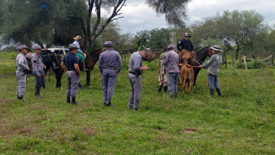 Recuperaron 66 vacunos como parte de una investigación por abigeato