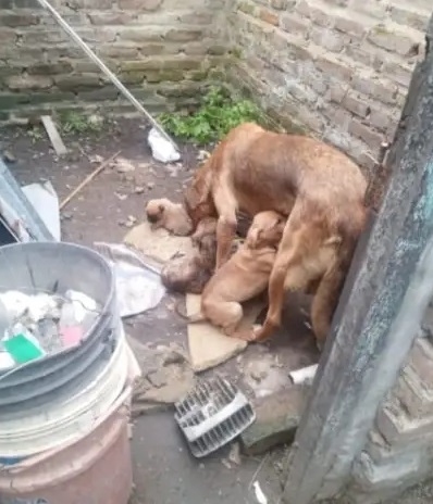 Perritossss.jpg