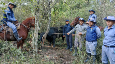 Un operativo policial permitió recuperar un toro robado a la Sociedad Rural