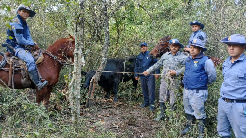 Un operativo policial permitió recuperar un toro robado a la Sociedad Rural