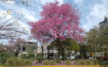 Lapachos en su esplendor