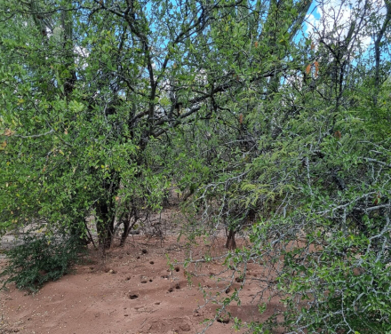 Hormigas-en-Chaco-Seco-scaled-e1787604422214-1536x1314