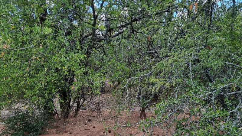 Primer estudio de hormigas del Parque Nacional El Impenetrable aportó nuevas especies para el Chaco y el país