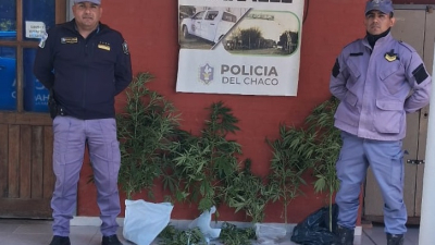 Por una denuncia anónima le incautaron nueve plantas de cannabis