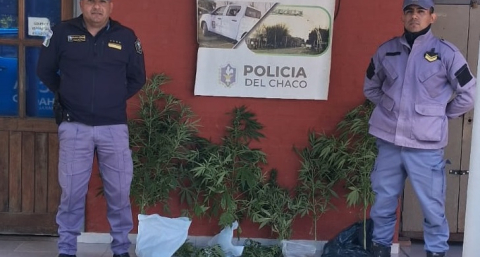 Por una denuncia anónima le incautaron nueve plantas de cannabis