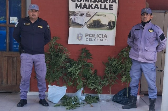 Por una denuncia anónima le incautaron nueve plantas de cannabis