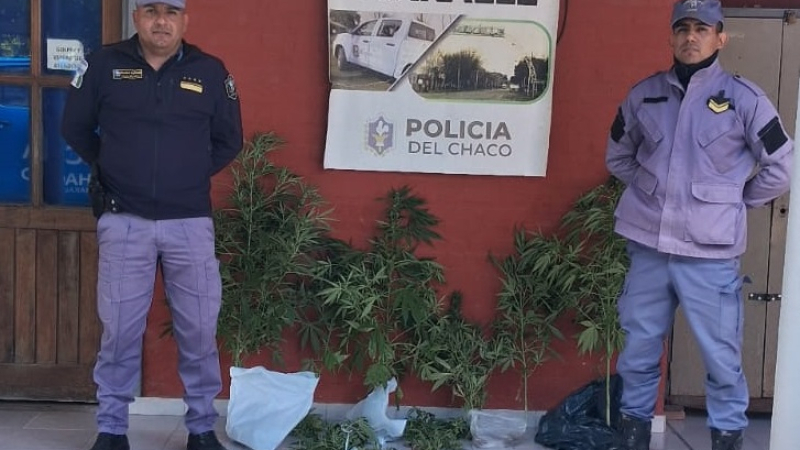 Por una denuncia anónima le incautaron nueve plantas de cannabis