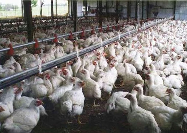 granja