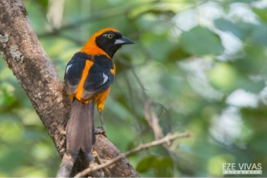 Día Mundial de Observación de Aves: hay más de 350 especies en El Impenetrable chaqueño