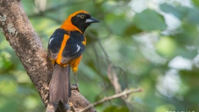 Día Mundial de Observación de Aves: hay más de 350 especies en El Impenetrable chaqueño