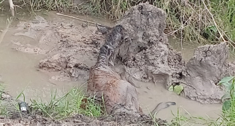 La policía logró extraer un caballo atrapado en un zanjón