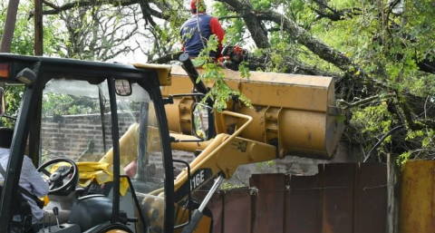 El temporal derribó más de 30 árboles en Resistencia