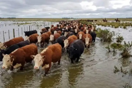 vaca