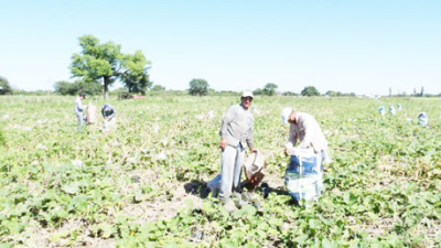 Producción frutihortícola: récord de superficie pero castigada por el clima y los bajos precios
