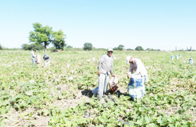 Producción frutihortícola: récord de superficie pero castigada por el clima y los bajos precios