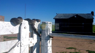 Una enorme lampalagua apareció en el portón de un campo, causando susto a la gente