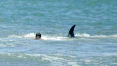 Una orca pasó a metros de un bañista en un balneario bonaerense