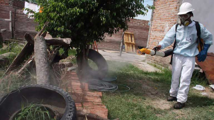 dengue.jpg
