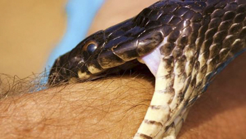 Serpientepicadura.jpg