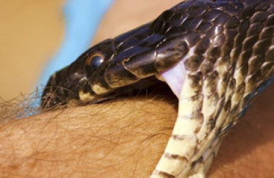 Cómo actuar frente a mordeduras de serpientes venenosas