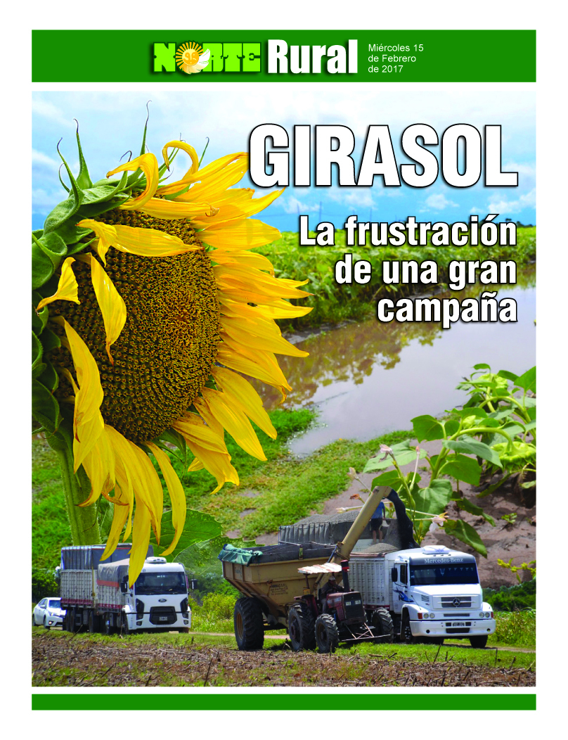 Girasol, la frustración de una gran campaña