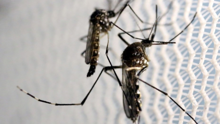 zika2.jpg