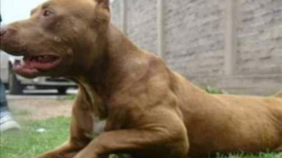 Pitbull casi mata a un niño de 2 años en Sáenz Peña