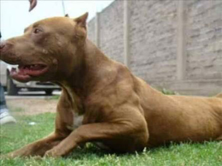 pitbull-asesino.jpg