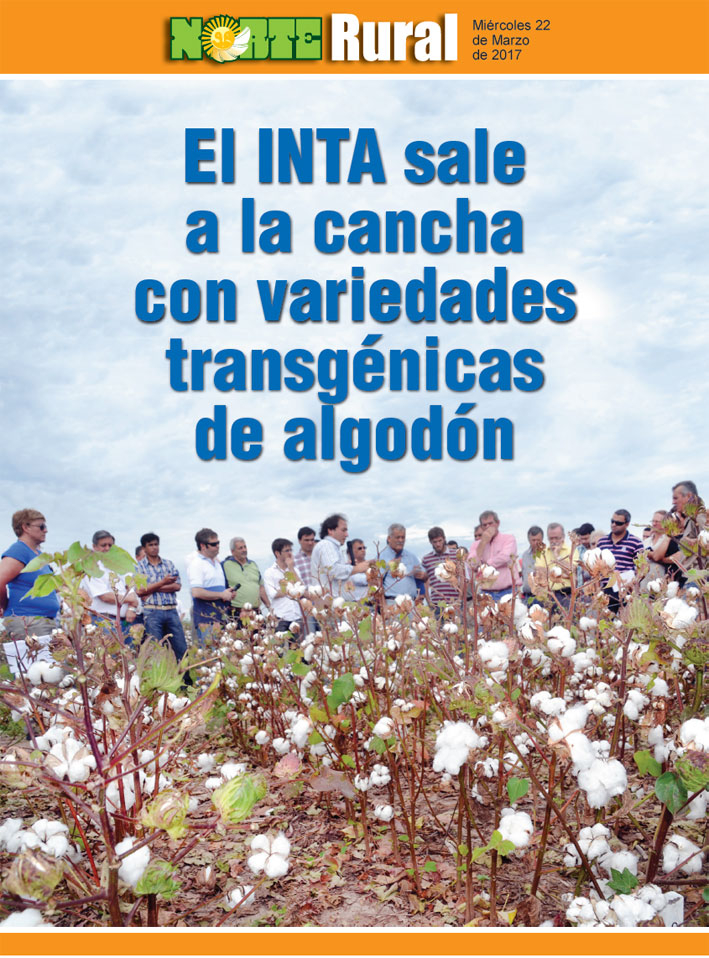El INTA sale a la cancha con variedades transgénicas de algodón