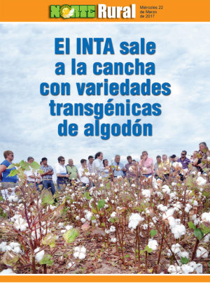 El INTA sale a la cancha con variedades transgénicas de algodón