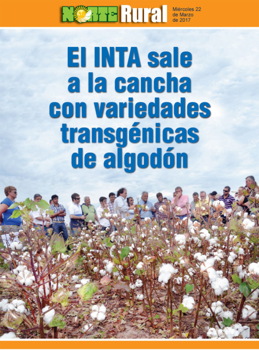 El INTA sale a la cancha con variedades transgénicas de algodón