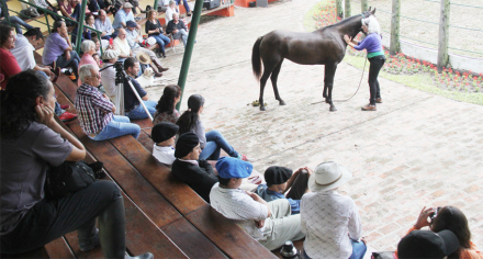 caballo.jpg