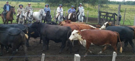 VACAS-ROBADAS.jpg