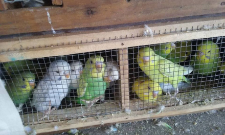 loro.jpg
