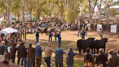 Del 6 al 9 de junio, la 48ª Gran Nacional Brangus en la Sociedad Rural del Chaco