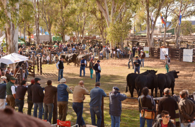Del 6 al 9 de junio, la 48ª Gran Nacional Brangus en la Sociedad Rural del Chaco