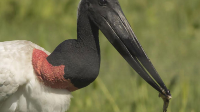 Chaco: colores y sonidos de 500 especies de aves