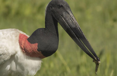 Chaco: colores y sonidos de 500 especies de aves