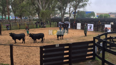Premian al Gran Campeón Ternero